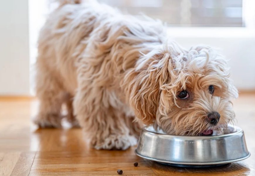6 Ways to Make Dry Kibble More Edible For Your Dog